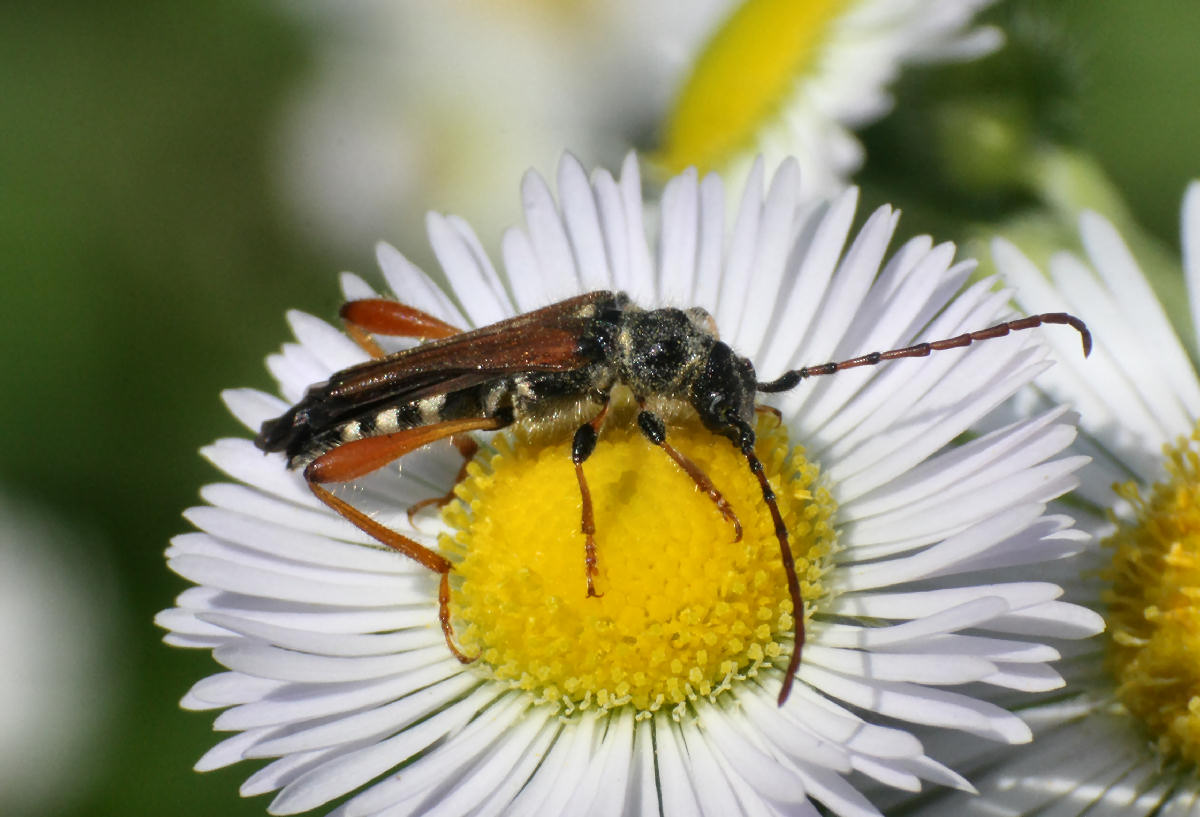Cerambycidae Stenopterus rufus